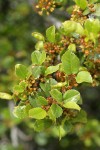Hollyleaf Redberry blossoms & foliage detail