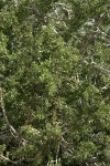 California Juniper