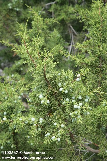 California Juniper berries & foliage