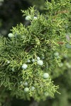 California Juniper berries & foliage