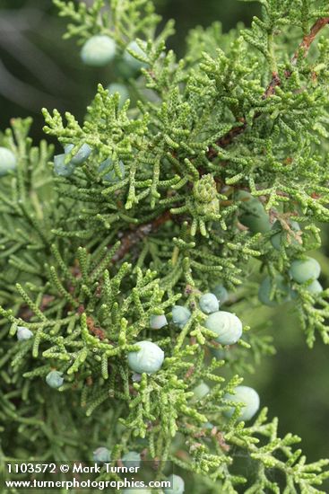 California Juniper berries & foliage detail