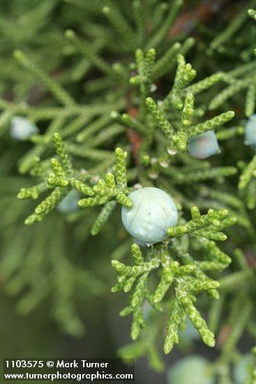 California Juniper berry & foliage detail