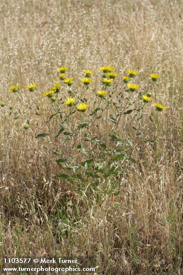 Hairy Gumweed
