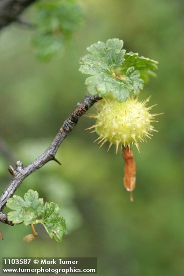 Hillside Gooseberry fruit