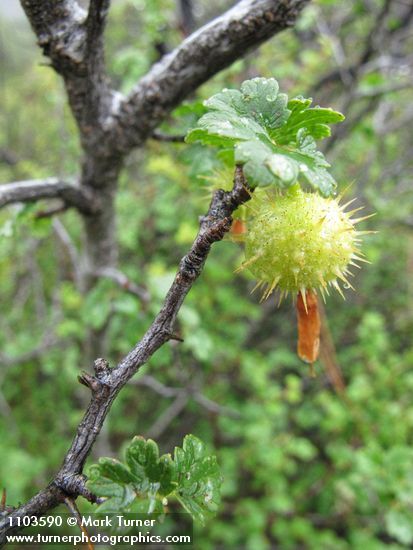 Hillside Gooseberry fruit