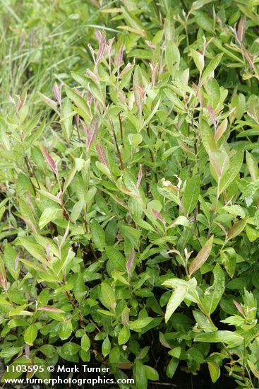 Brewer's Willow foliage
