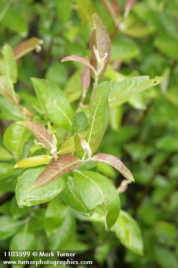 Brewer's Willow foliage