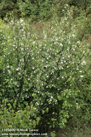 California Snowdrop Bush