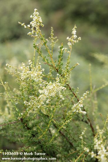 Chamise blossoms & foliage