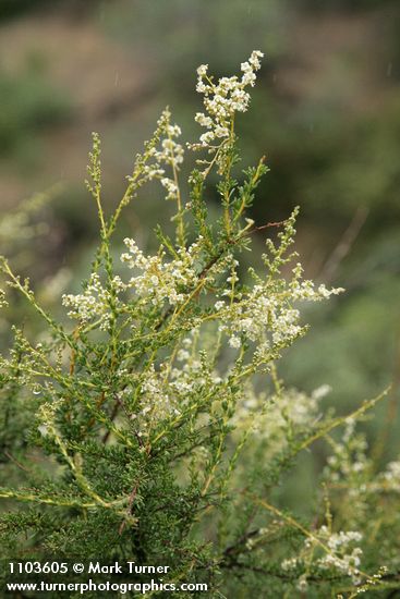 Chamise blossoms & foliage