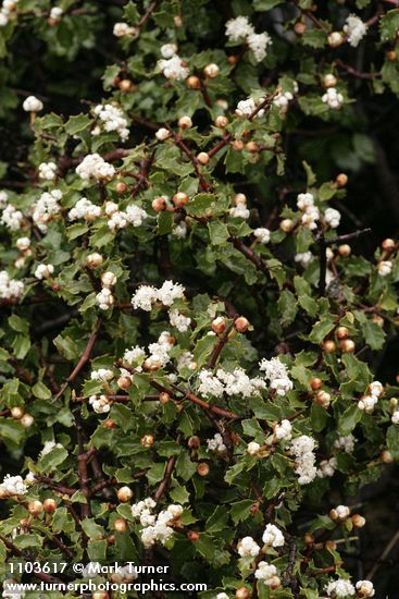 Jepson Ceanothus blossoms & foliage