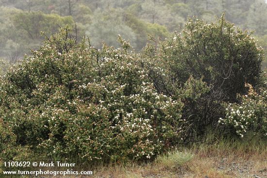 Jepson Ceanothus