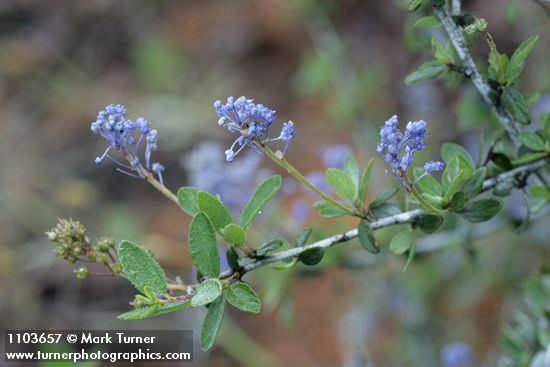 Pinemat blossoms & foliage