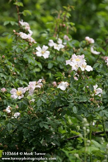 California Rose blossoms & foliage