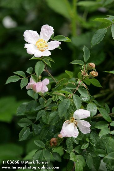 California Rose blossoms & foliage