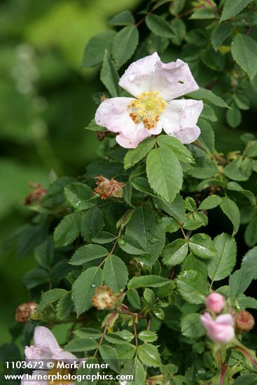 California Rose blossom & foliage