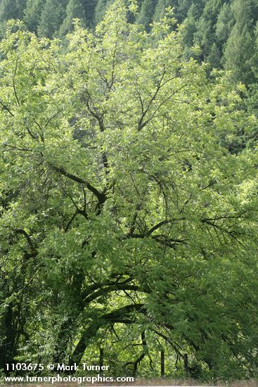 Northern California Black Walnut