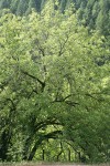 Northern California Black Walnut