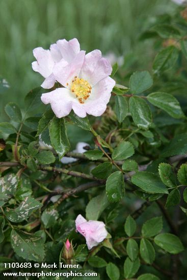 California Rose blossom & foliage