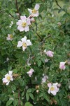 California Rose blossoms & foliage