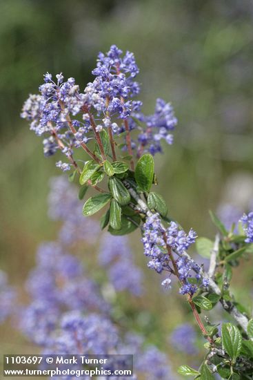 Pinemat blossoms & foliage