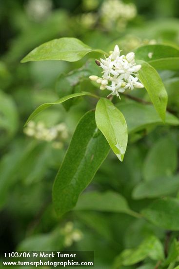Brown Dogwood blossoms & foliage detail