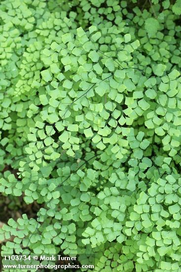 California Maidenhair Fern