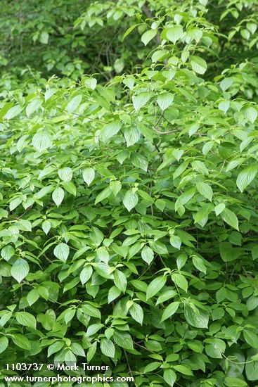 Blackfruit Dogwood foliage