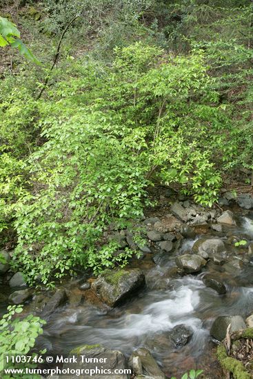 Blackfruit Dogwood along Waters Creek
