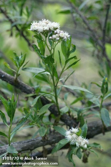 Mule-fat blossoms & foliage