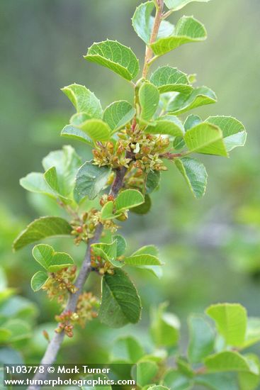 Redberry Buckthorn blossoms & foliage