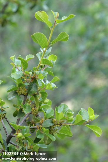 Redberry Buckthorn blossoms & foliage