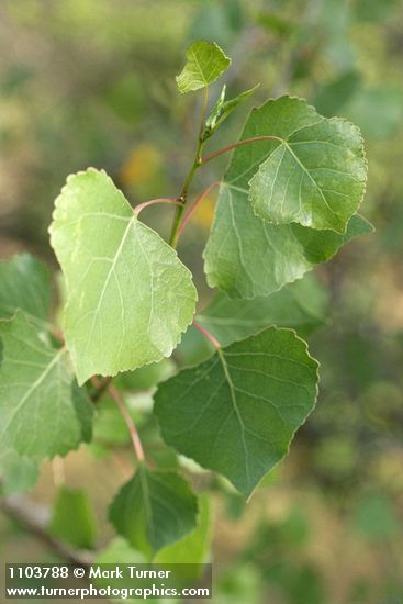 Fremont Cottonwood foliage