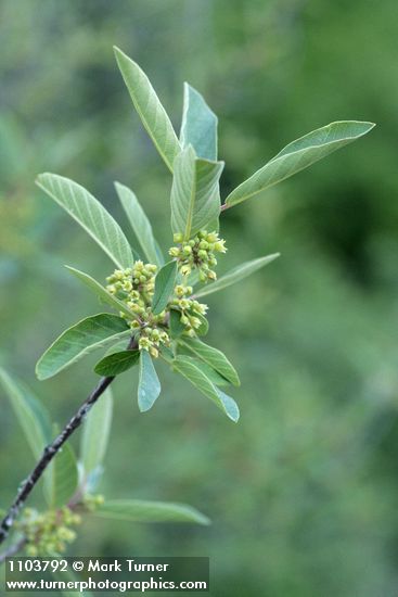 California Coffeeberry blossoms & foliage