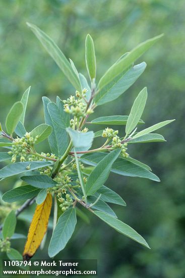 California Coffeeberry blossoms & foliage