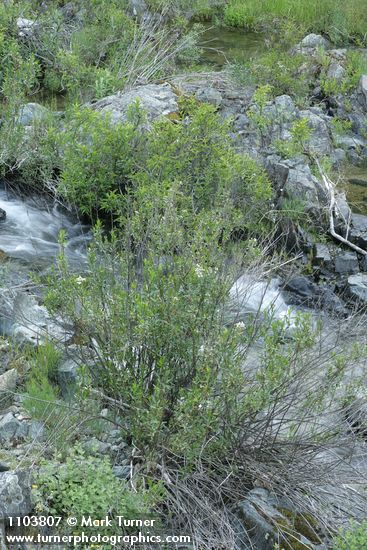 Mule-fat in Salt Creek