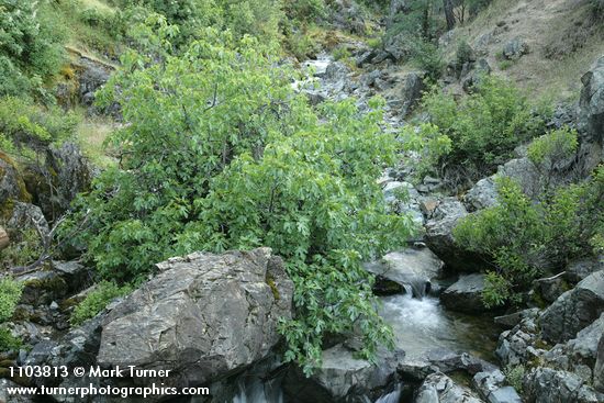 Edible Fig in Salt Creek
