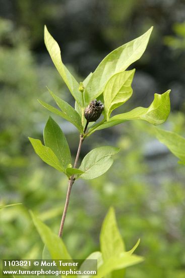 Western Sweetshrub foliage & previous year's seedpod