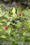 Western Sweetshrub blossoms & foliage