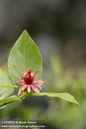 Western Sweetshrub blossom & foliage