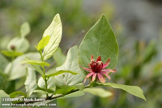 Western Sweetshrub blossom & foliage
