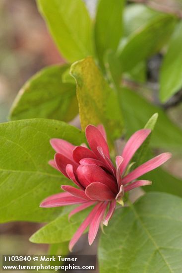 Western Sweetshrub blossom detail