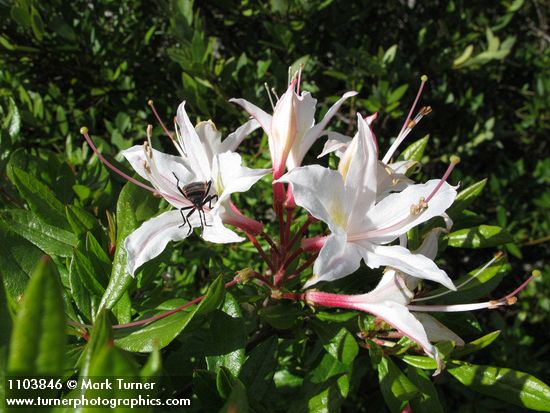 Western Azalea blossoms w/ beetle
