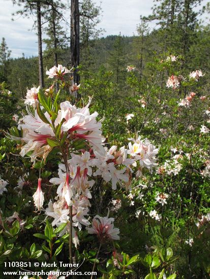 Western Azaleas