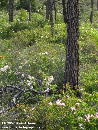 Western Azaleas among Jeffrey Pine trunks