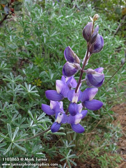 Silky Lupine