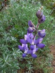 Silky Lupine