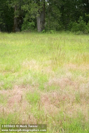 Silver Hairgrass & other grasses in meadow