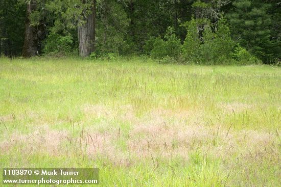 Silver Hairgrass & other grasses in meadow