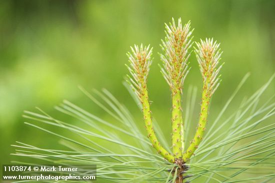 Jeffrey Pine new growth